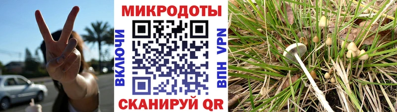 Купить закладки Сургут Псилоцибиновые грибы Psilocybine cubensis